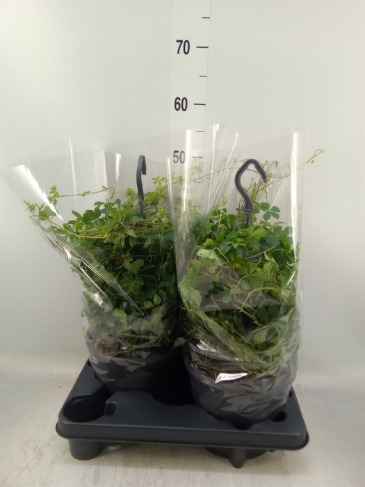 <h4>Parthenocissus  'Sugar Vine'</h4>