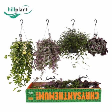 <h4>Tradescantia gemengd</h4>