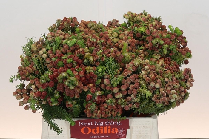 <h4>Kaaps Groen Palaecea</h4>