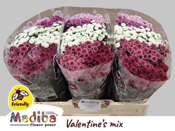 <h4>Chr San Madiba Tyolo gemengd</h4>