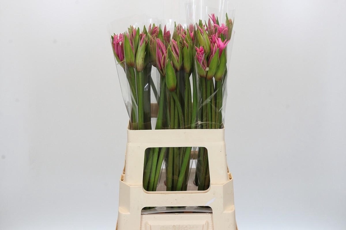 <h4>Amarine Aphrodite</h4>