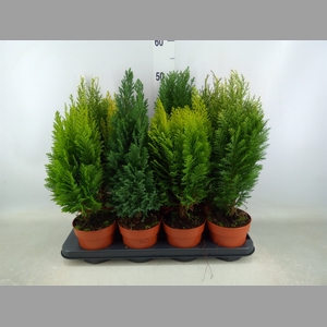 Conifers   ...mix