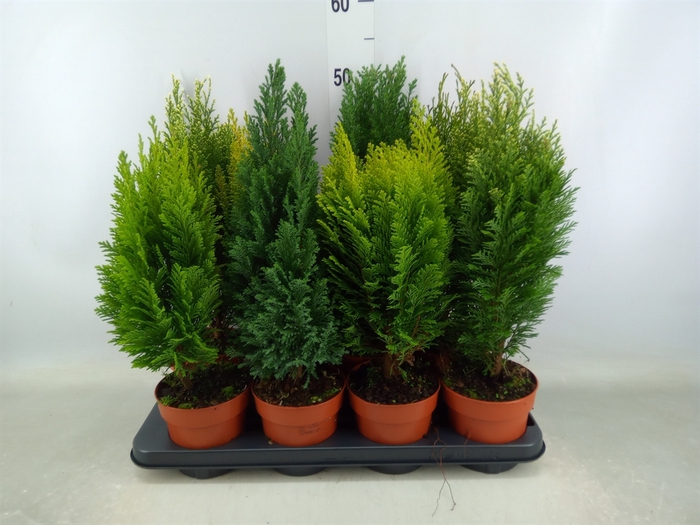 <h4>Conifers   ...mix</h4>