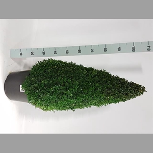 BUXU SEMPERVIRENS