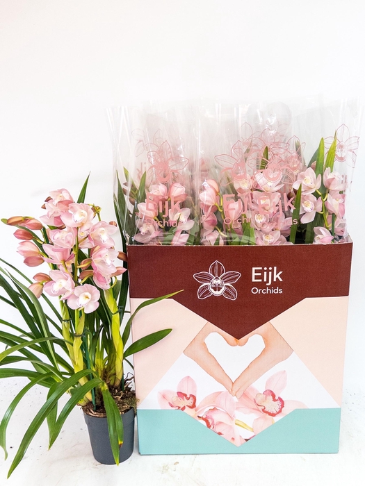 <h4>CYMB OVERIG</h4>