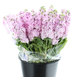 Matth Incana Iron Cherry Blossom