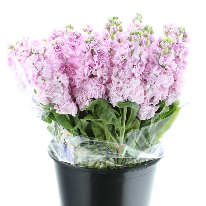 Matth Incana Iron Cherry Blossom