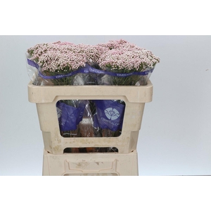 Ozothamnus Cooks Tall Pink