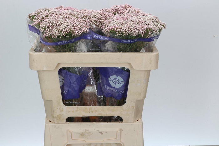 Ozothamnus Cooks Tall Pink