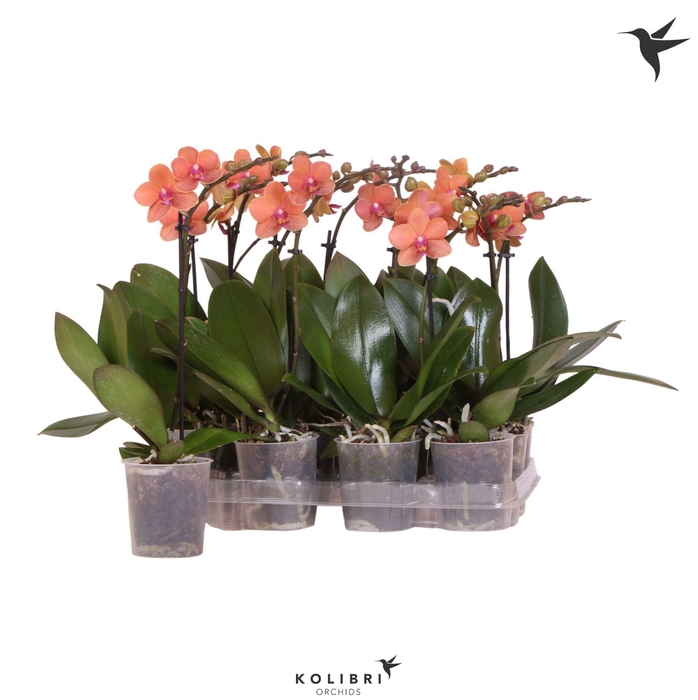 <h4>Kolibri Orchids Phalaenopsis Orange 1 spike No label</h4>