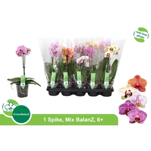 PHAL GEM