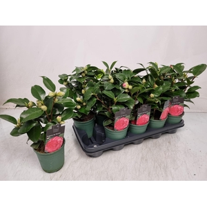 CAMELLIA JAPONICA
