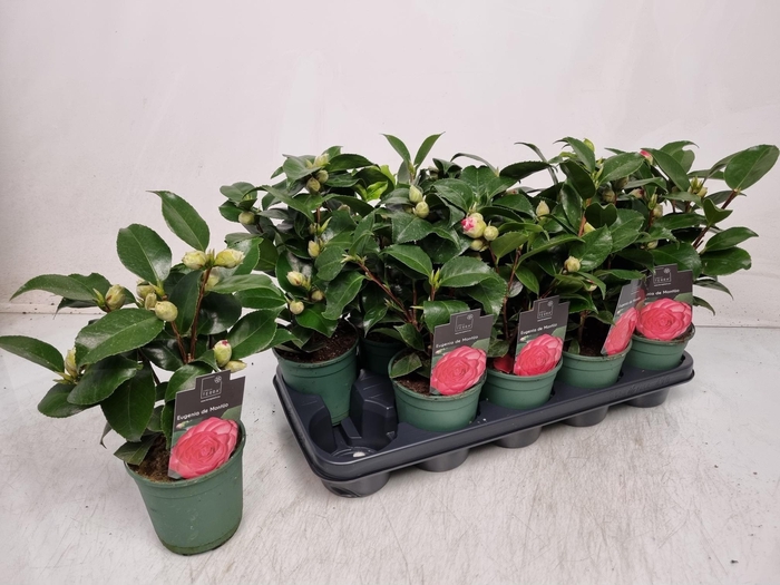 <h4>CAMELLIA JAPONICA</h4>