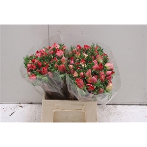 Anemoon Mistral Red Ex