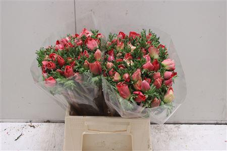 <h4>Anemoon Mistral Red Ex</h4>