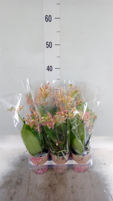 <h4>Phalaenopsis multi.   ...orange</h4>