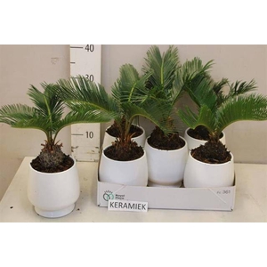 CYCAS REVOLUTA
