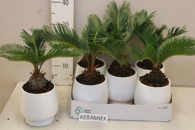 <h4>CYCAS REVOLUTA</h4>