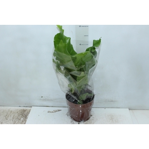 ASPLENIUM NIDUS P17