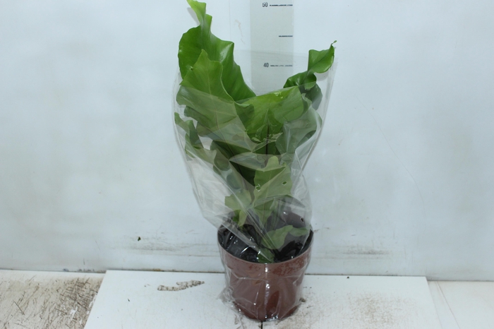 <h4>ASPLENIUM NIDUS P17</h4>
