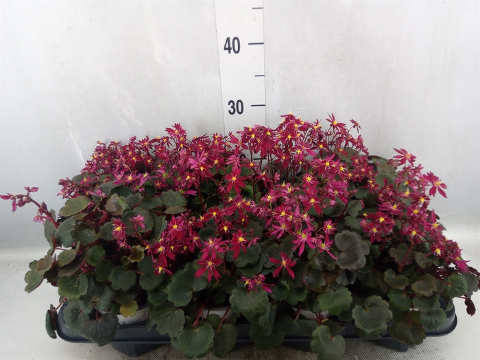 <h4>Saxifraga cor. 'Danc Pixies Texi'</h4>