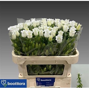 Campanula Champ Whit