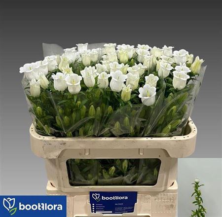 <h4>Campanula Champ Whit</h4>