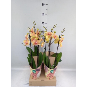 Phalaenopsis   ...orange