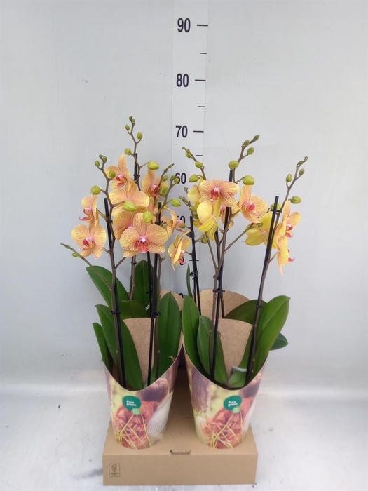 <h4>Phalaenopsis   ...orange</h4>