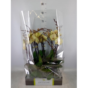 Phalaenopsis   ...yellow