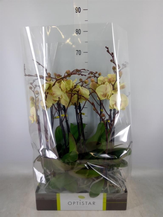 <h4>Phalaenopsis ...yellow</h4>