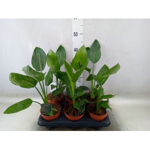 Strelitzia reg.   ...no flowers