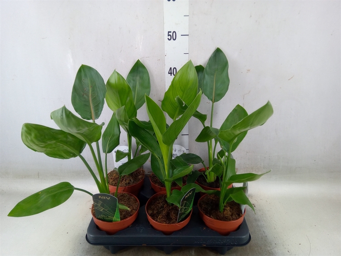 <h4>Strelitzia reg.   ...no flowers</h4>
