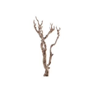 Syringa Branch Super Kirnberger