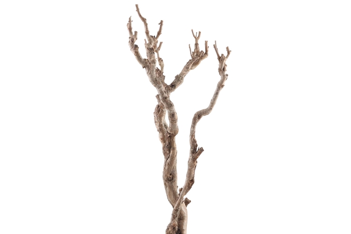 <h4>Syringa Branch Super Kirnberger</h4>