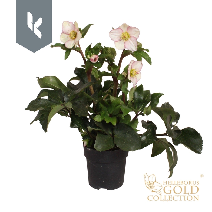 <h4>HGC Helleborus Ice N Roses Picotee</h4>