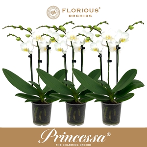 No9 Phalanopsis 3 Tak Wit