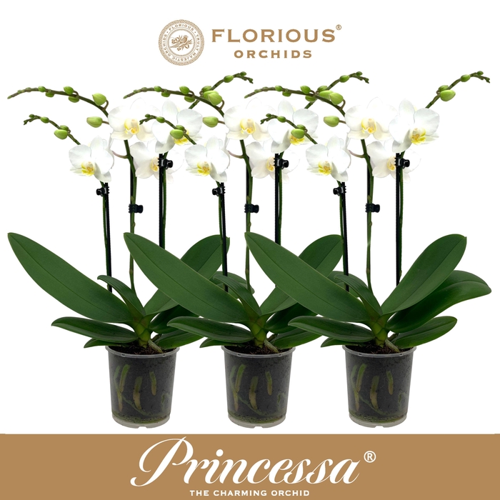 <h4>No9 Phalanopsis 3 Tak Wit</h4>