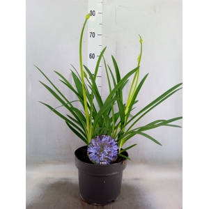 Agapanthus TR 'Dr. Brouwer'