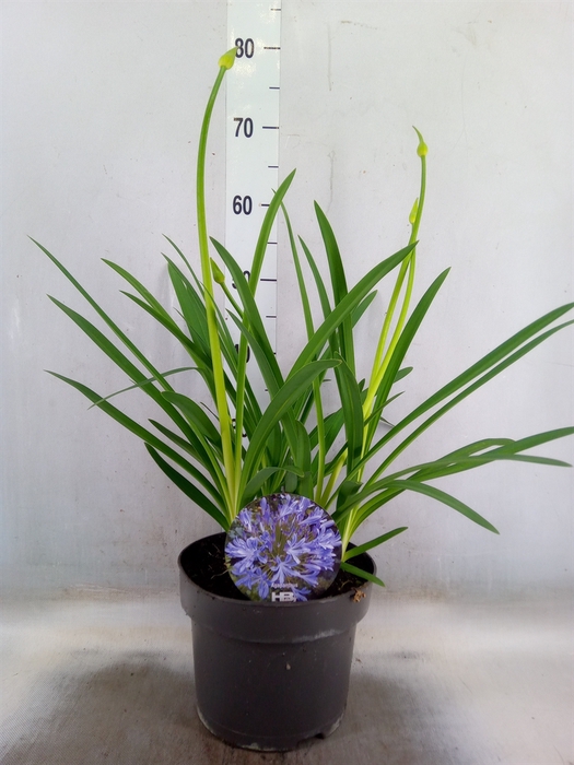 <h4>Agapanthus TR 'Dr. Brouwer'</h4>