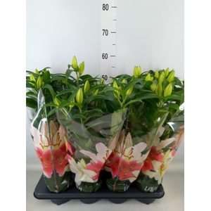 Lilium ori.  'Sunny Bahamas'