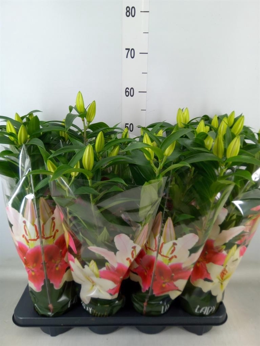 <h4>Lilium ori.  'Sunny Bahamas'</h4>