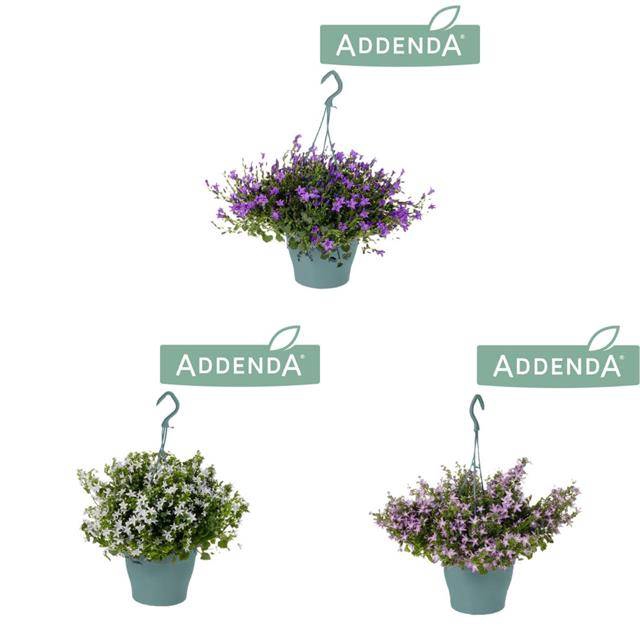 Campanula addenda hanging mix