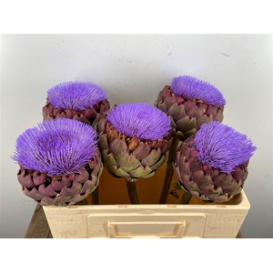 Cynara Paars Bloei