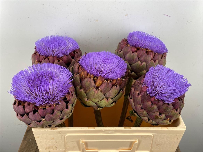 <h4>Cynara Paars Bloei</h4>