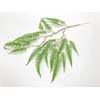 Fern Leaves L70