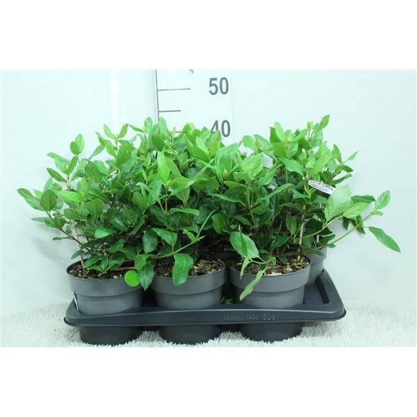 <h4>Viburnum tinus 'Gwenllian' P17 (potgekweekt)</h4>