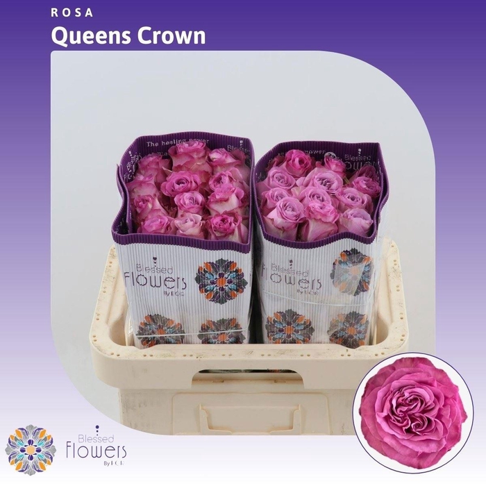 <h4>R GR QUEENS CROWN</h4>