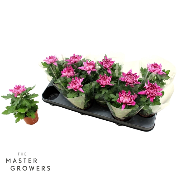<h4>Deco Chrysant Cosmo Paars 9cm 1pp</h4>
