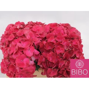 HYDR M MAG RUBYRED